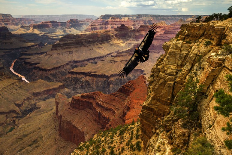 condor-over-the-grand-canyon-N6LYX7Y
